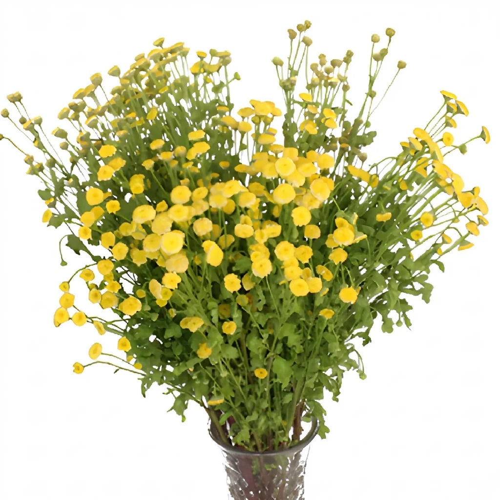 Daisy Feverfew - Yellow - alternative 3