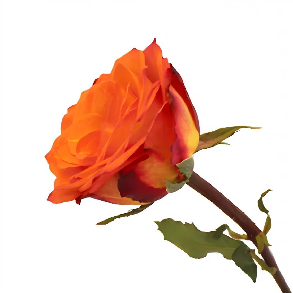 Fiction Roses Garden - main