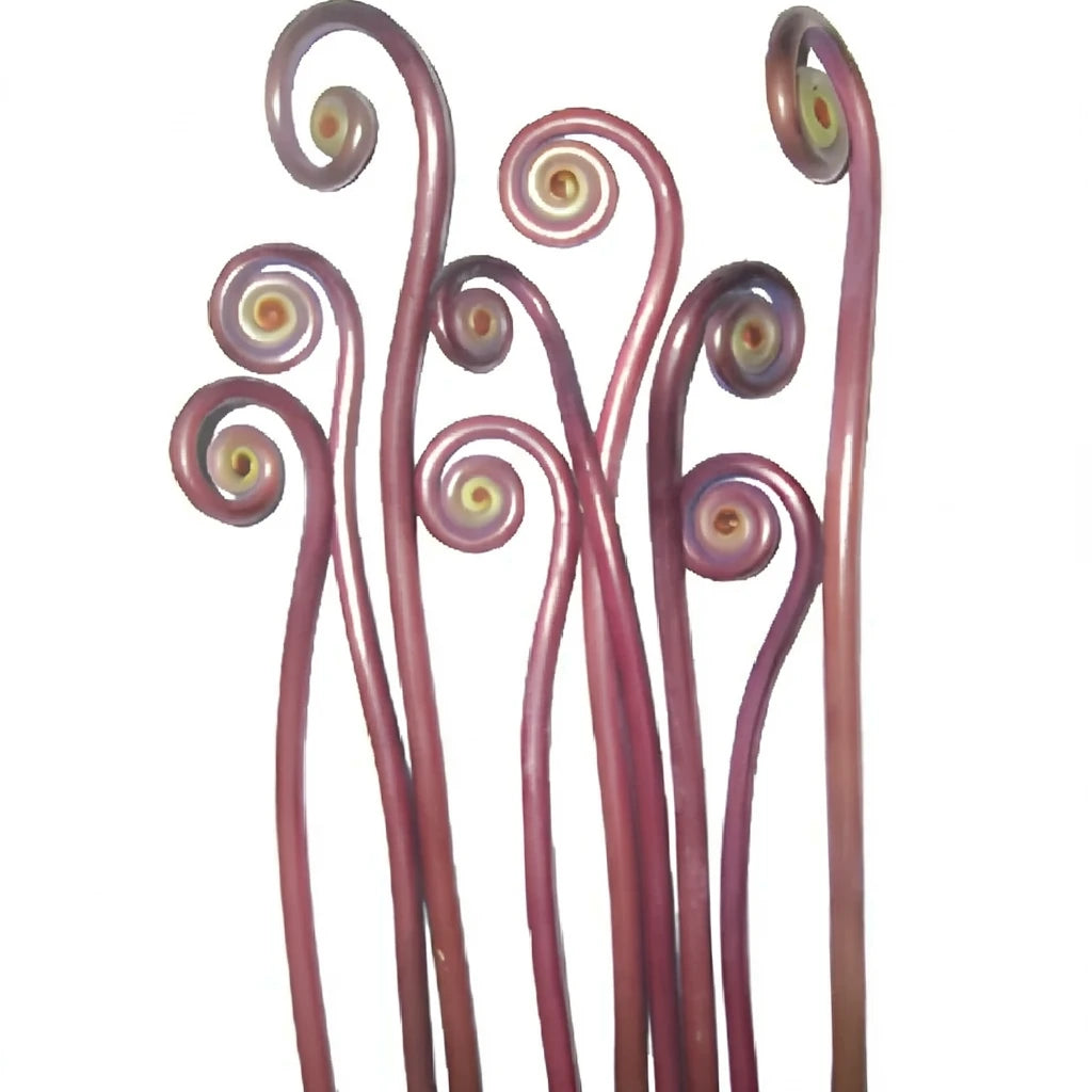Fiddlehead Fern Greenery - main