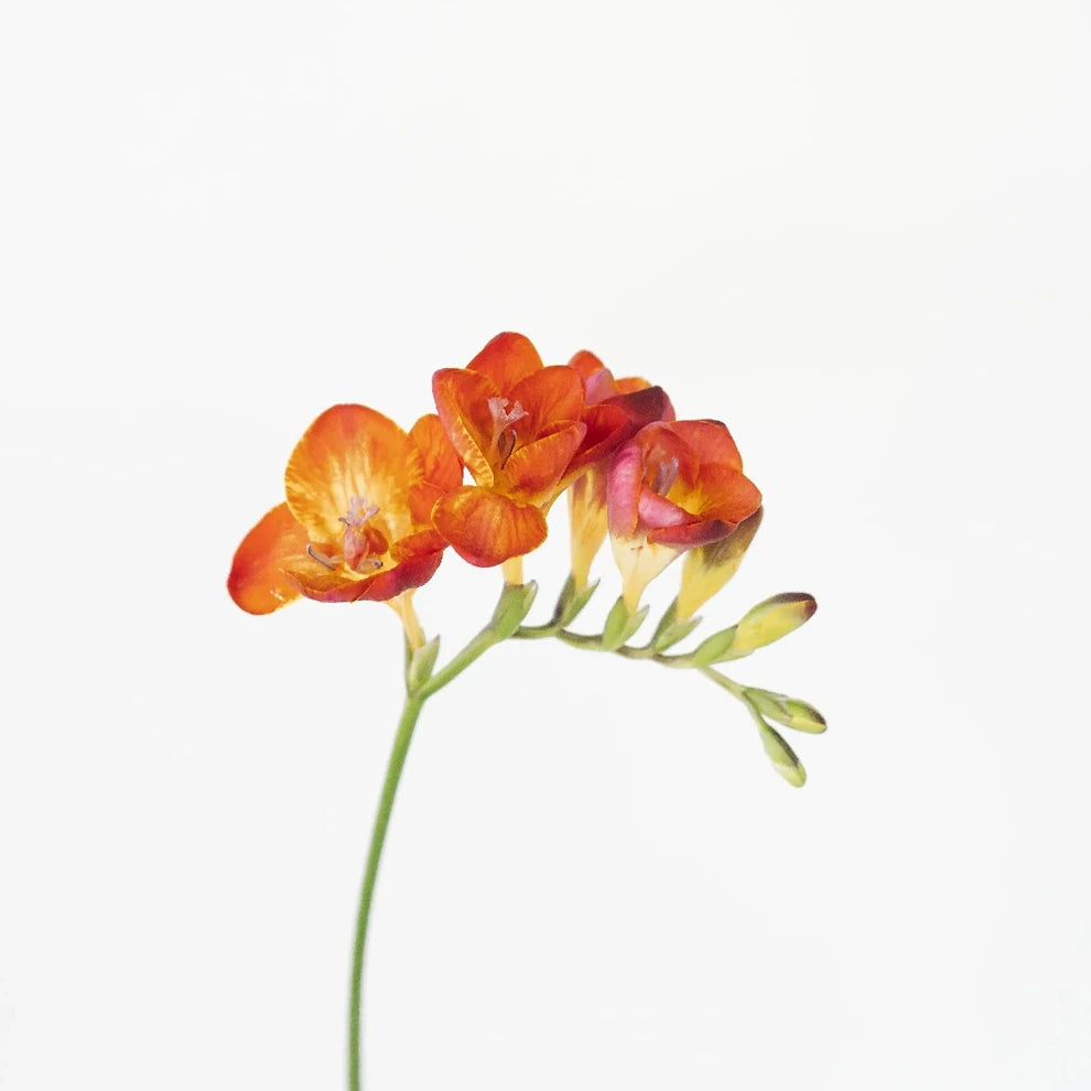 Red Freesia - alternative 1