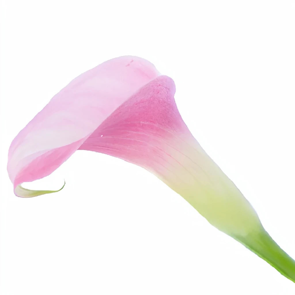 Pink Calla Lily Mini - alternative 4