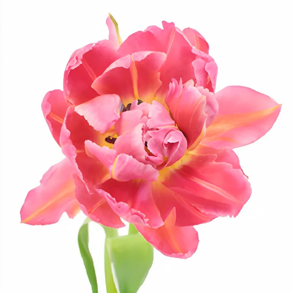 Flashpoint Lilies Oriental - main