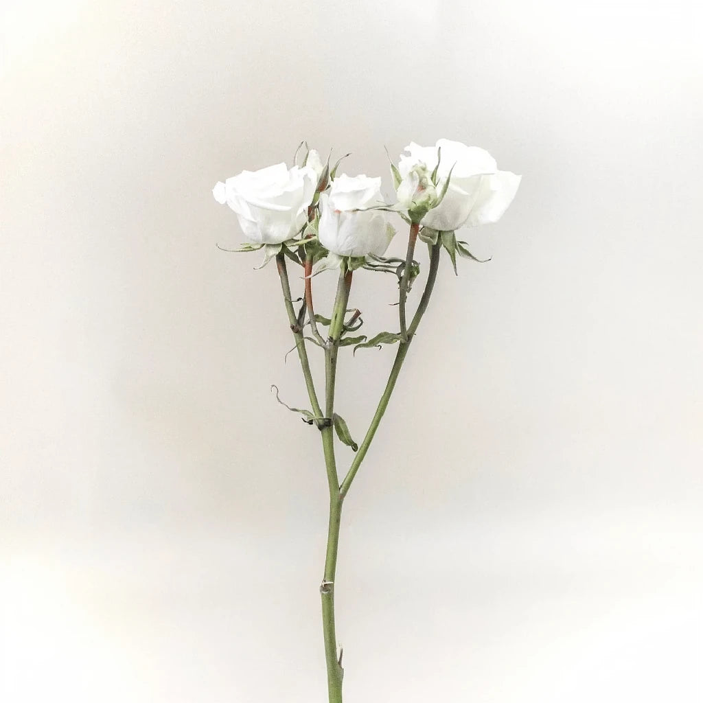 Roses Spray - alternative 3
