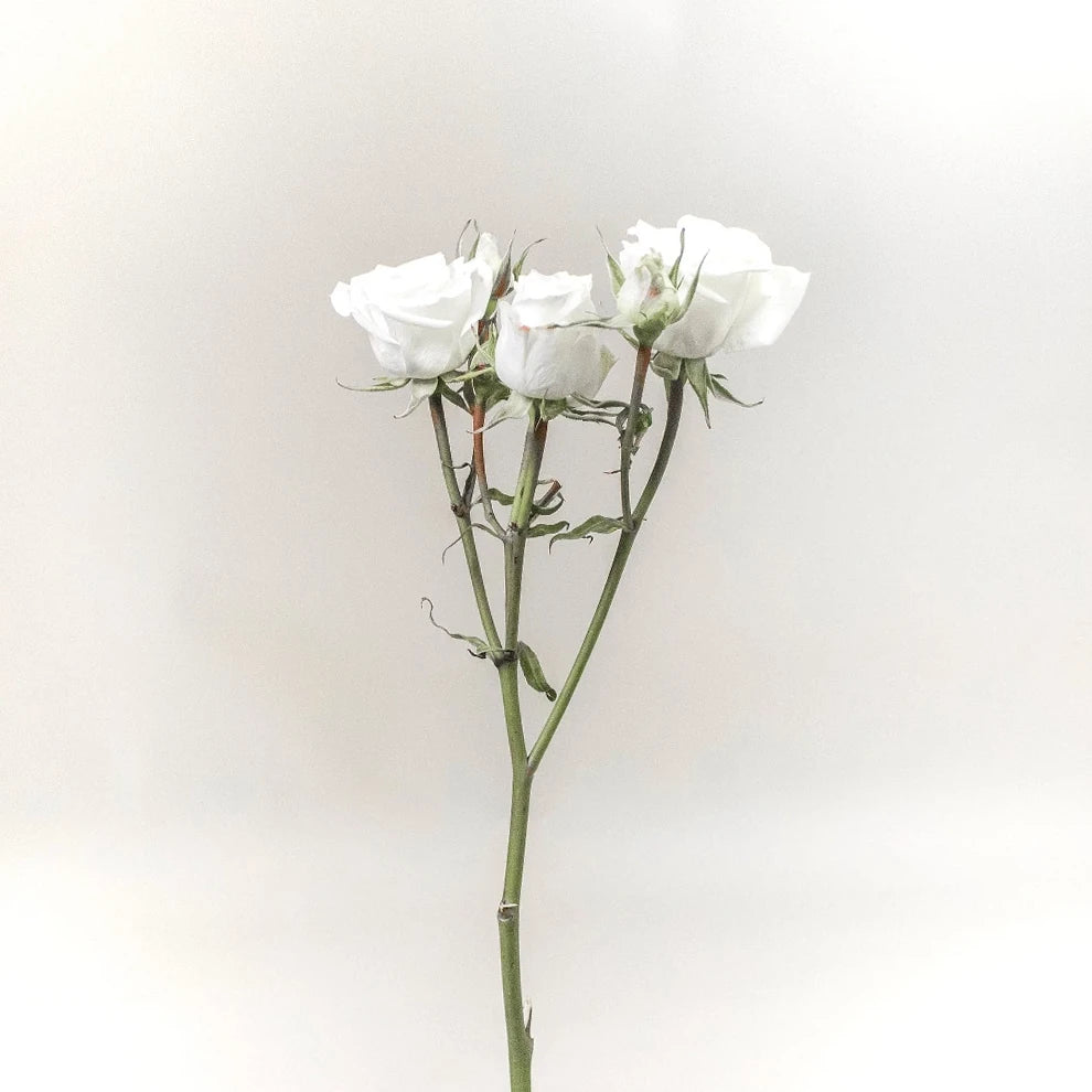White Snowflake Roses Spray - alternative 2