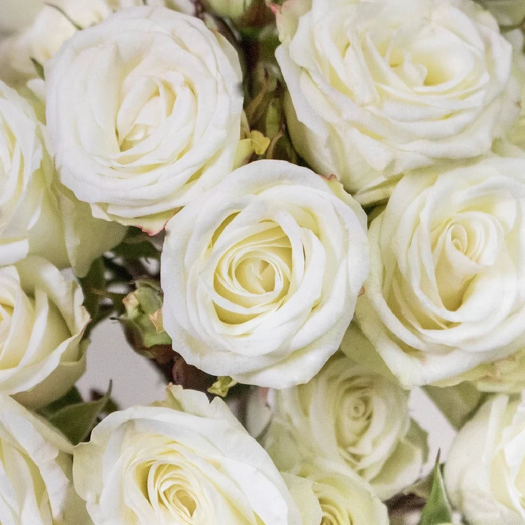 Floreana Roses Spray - alternative 1