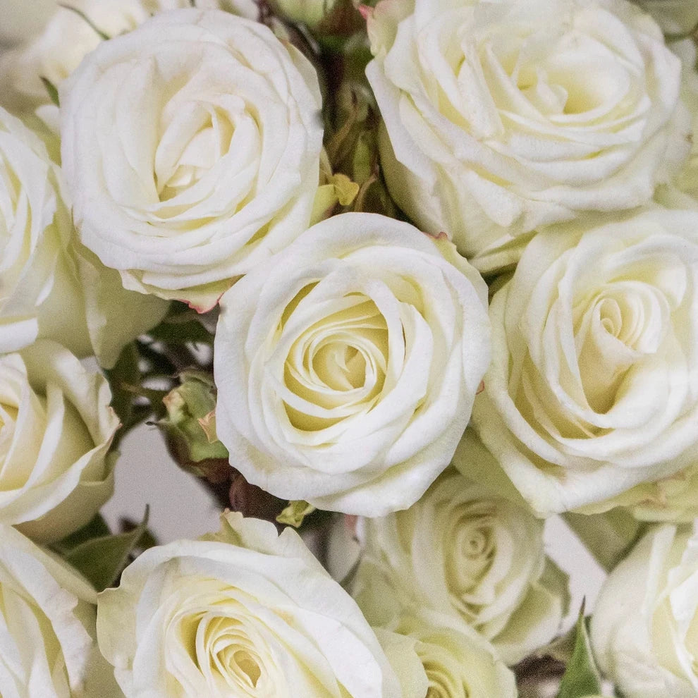 White Snowflake Roses Spray - alternative 1