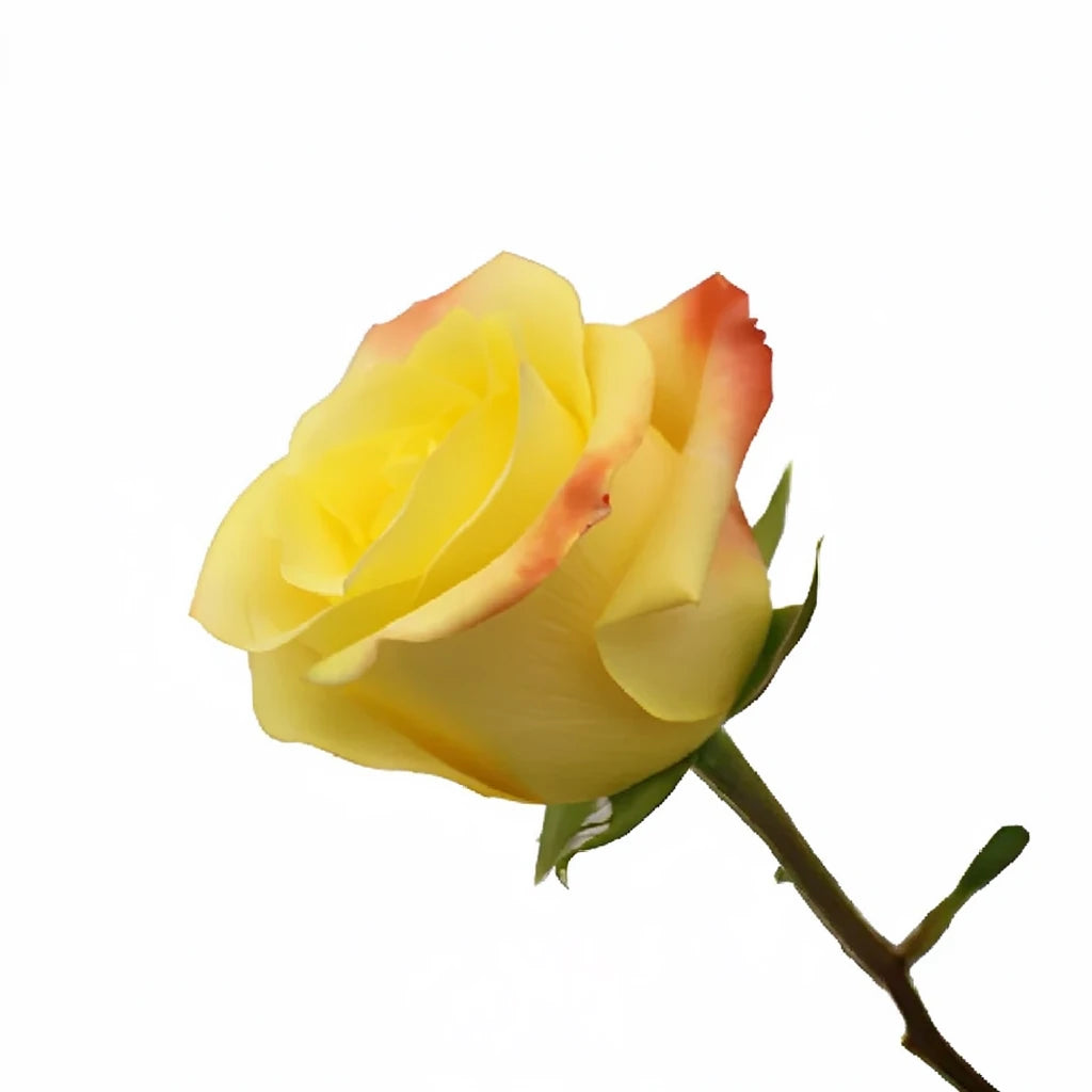 Florida Roses Standard - alternative 1