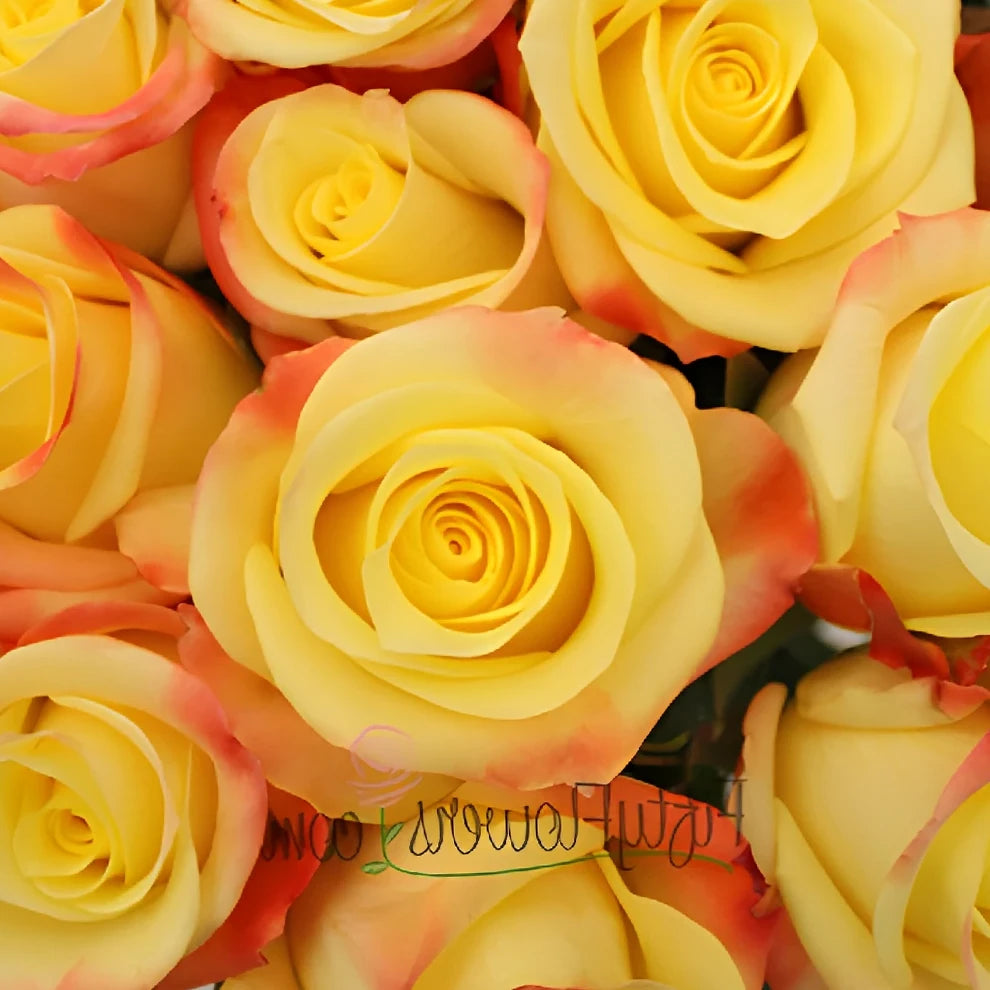 Florida Roses Standard - main