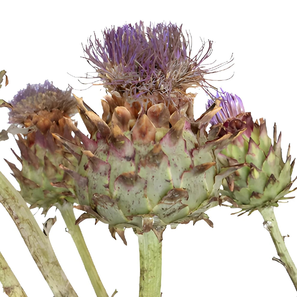 Flowering Artichokes - alternative 1