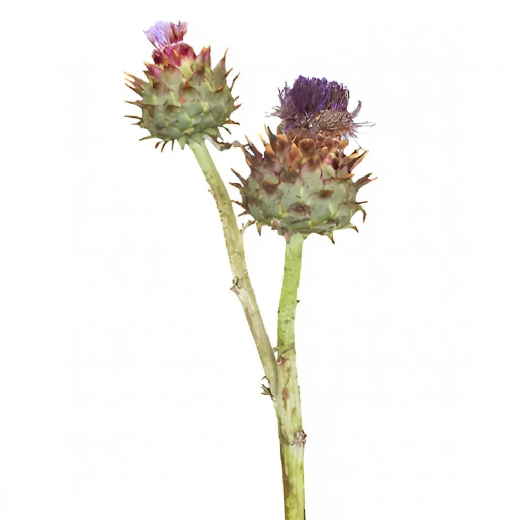 Flowering Artichokes - alternative 2