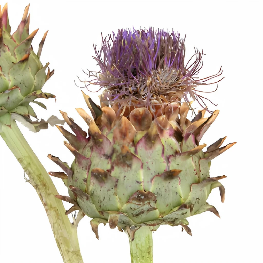 Flowering Artichokes - alternative 3