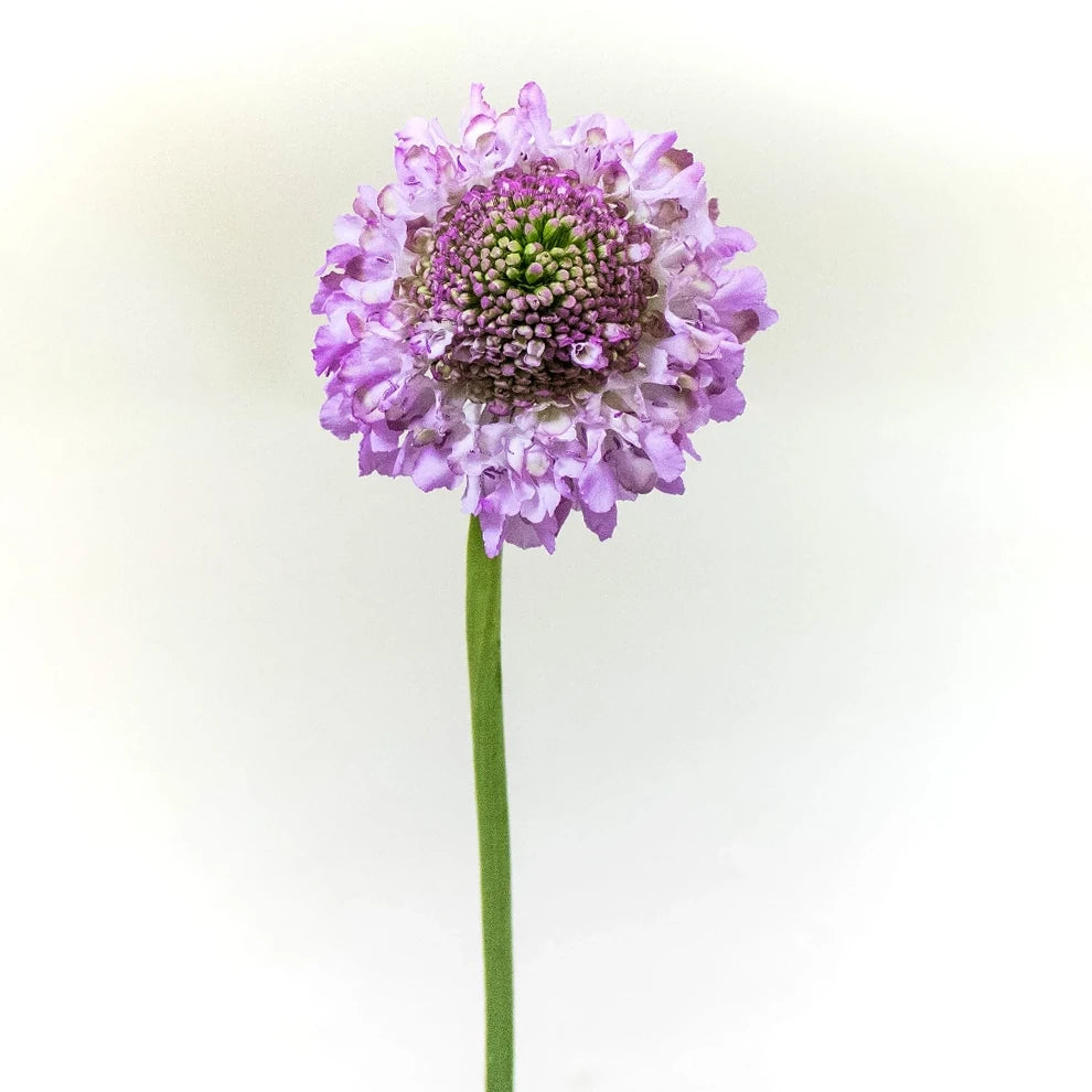 Purple Scabiosa - alternative 1