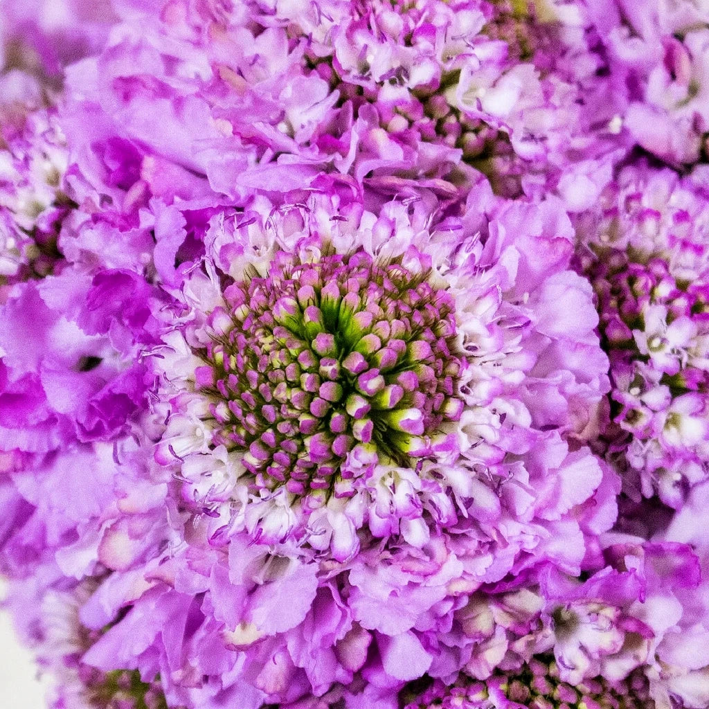 Purple Scabiosa - alternative 3
