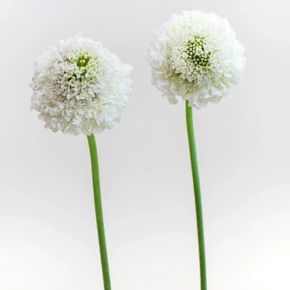 White Scabiosa - alternative 1