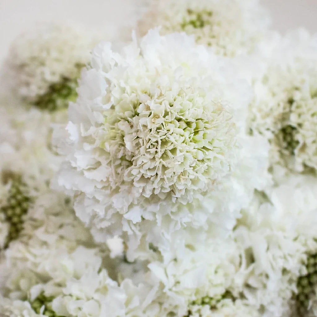 White Scabiosa - main