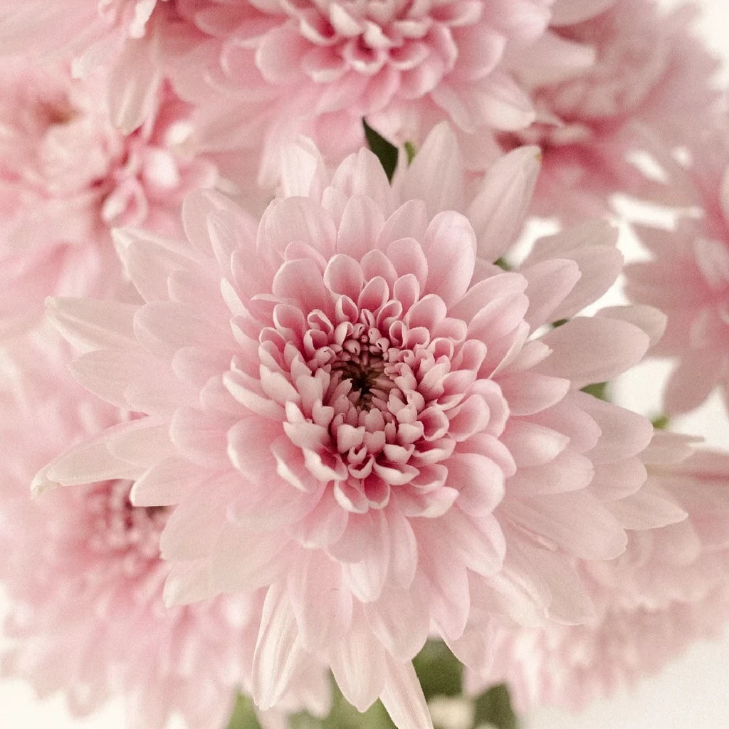 Lavender Football Mums - alternative 1