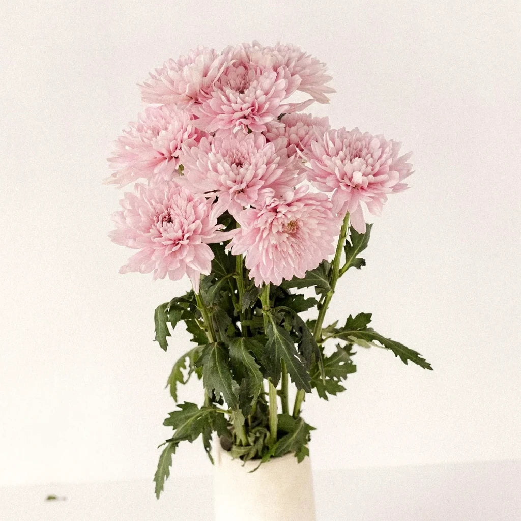 Lavender Football Mums - main