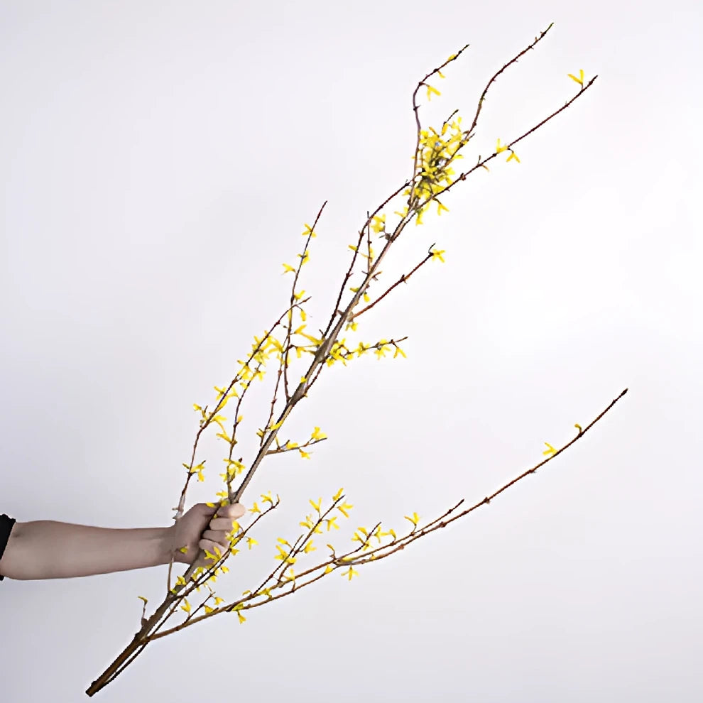 Forsythia Branches - main