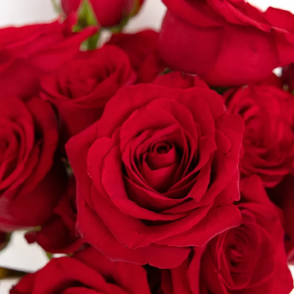 Fortune Roses Standard - alternative 1