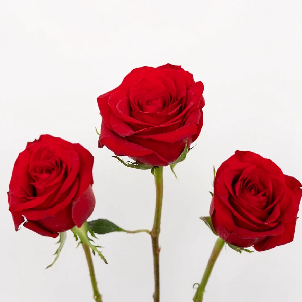 Fortune Roses Standard - main