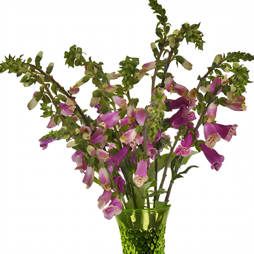 Pink Hot Foxglove - alternative 1