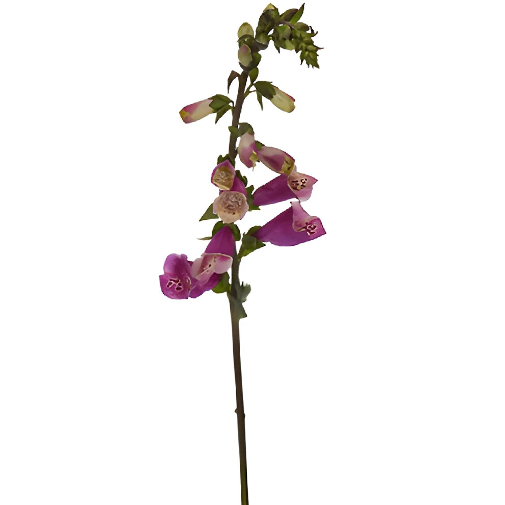 Illumination Foxglove - alternative 1