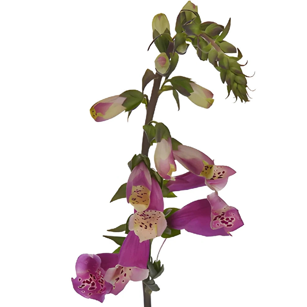 Pink Hot Foxglove - alternative 3