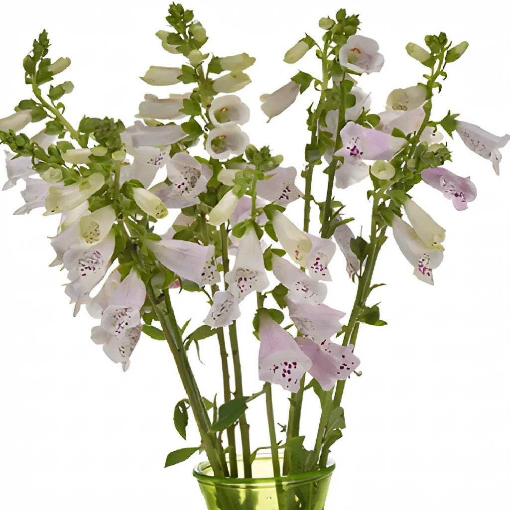 Light Pink Foxglove - alternative 2