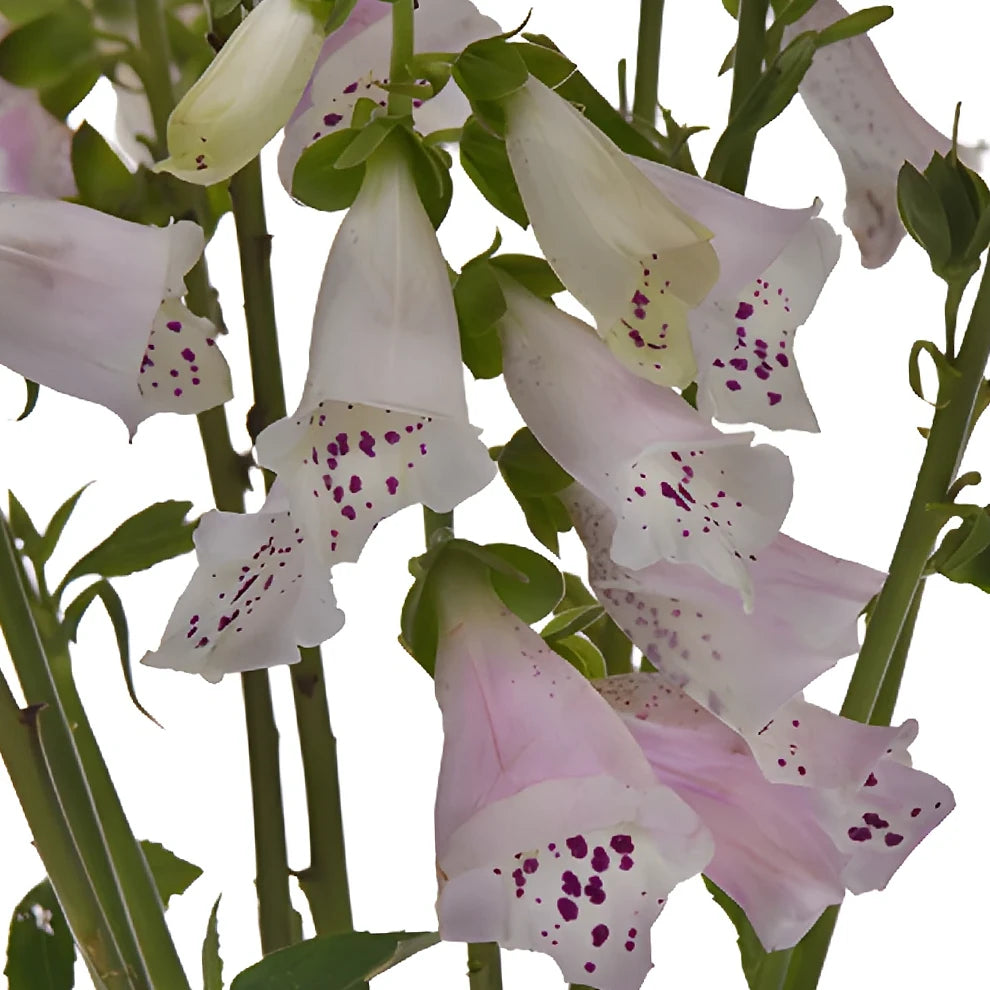 Light Pink Foxglove - alternative 1