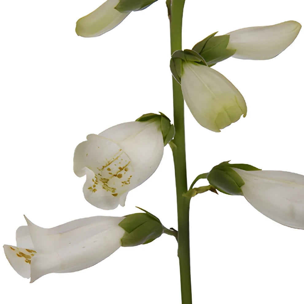 White Foxglove - alternative 1
