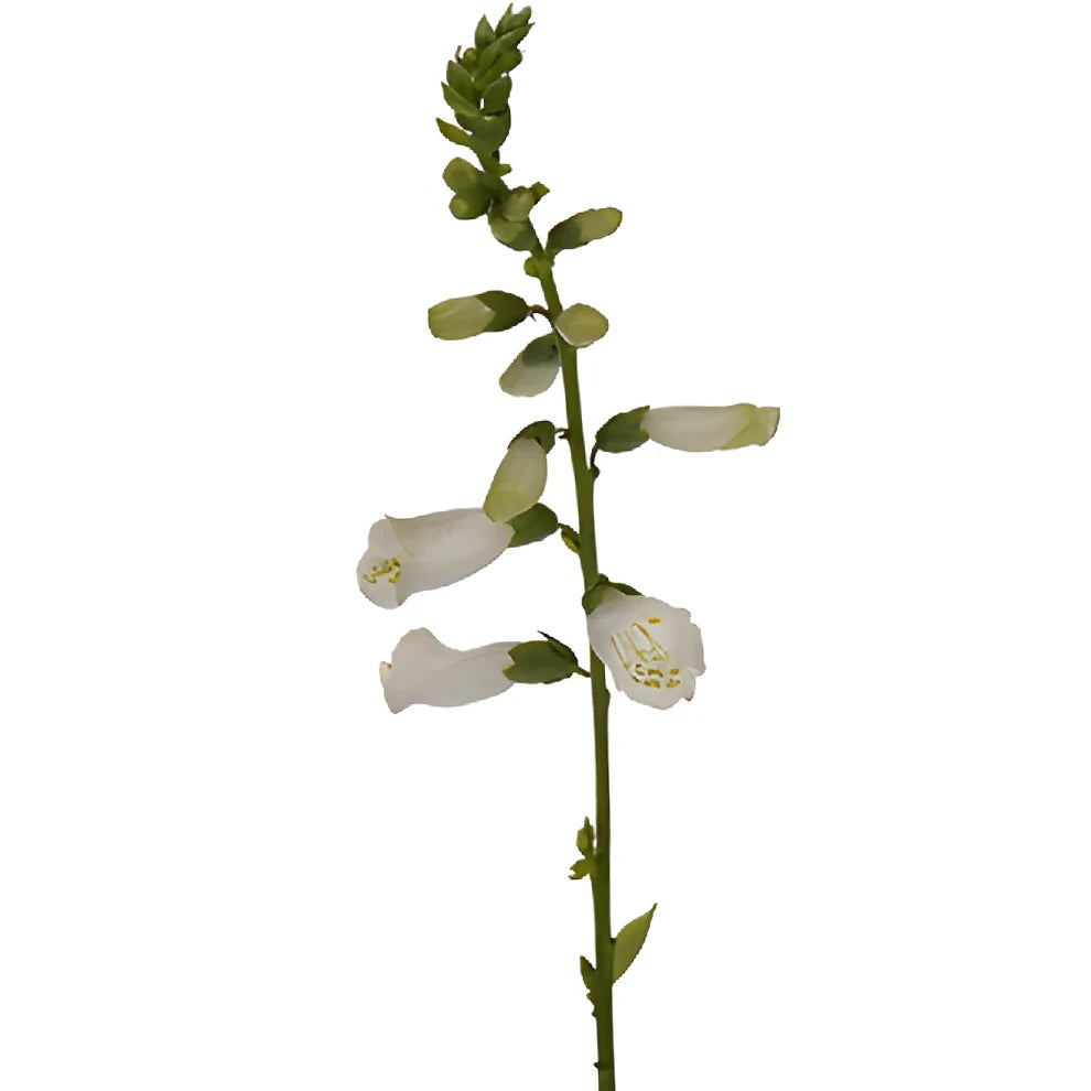 White Foxglove - alternative 2