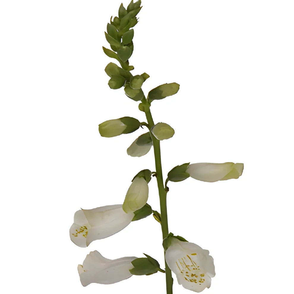 White Foxglove - main