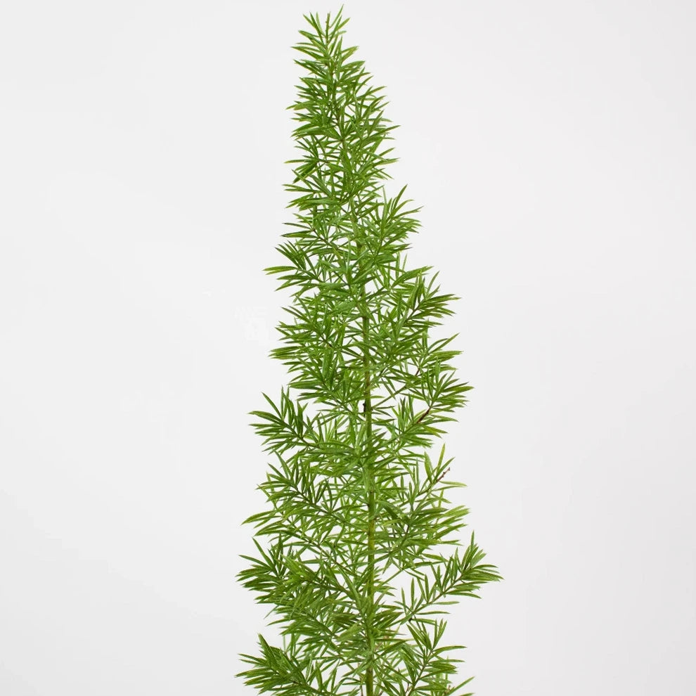 Foxtail Greenery - alternative 2