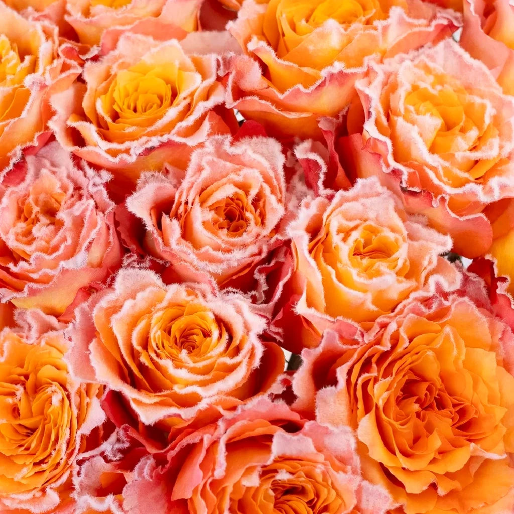 Bicolor Yellow & Orange Free Spirit Roses Standard - alternative 4