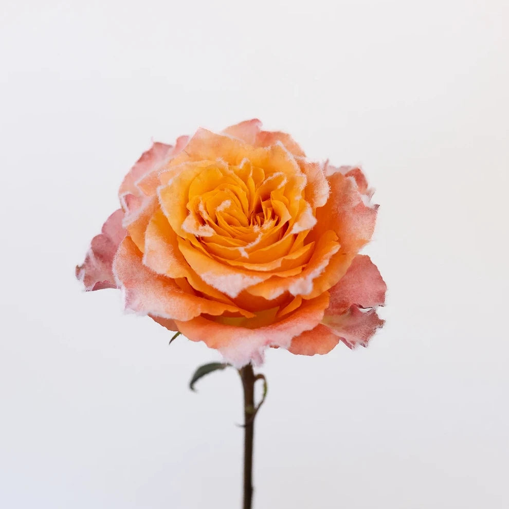 Bicolor Yellow & Orange Free Spirit Roses Standard - alternative 6