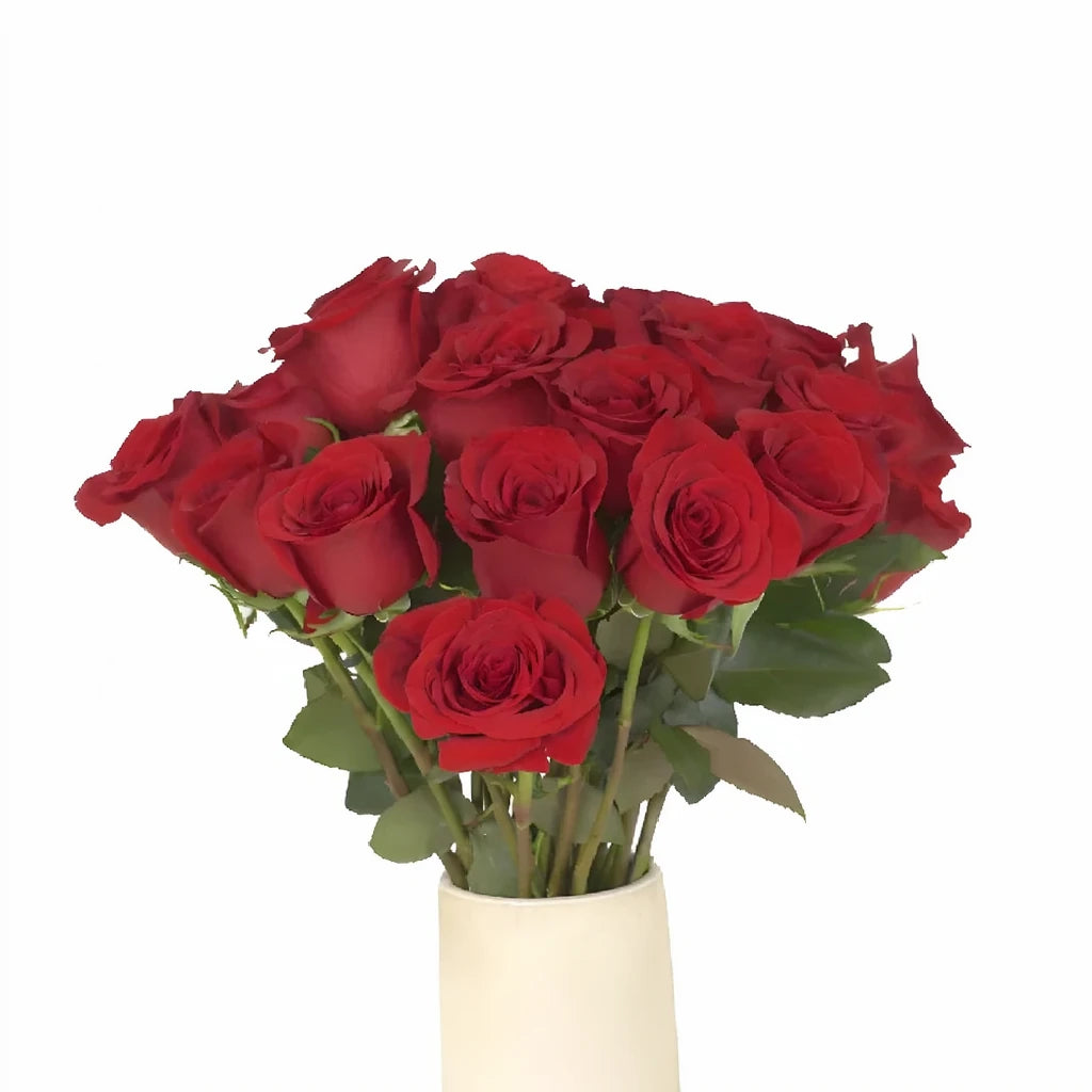 Red Freedom Roses Standard - alternative 4