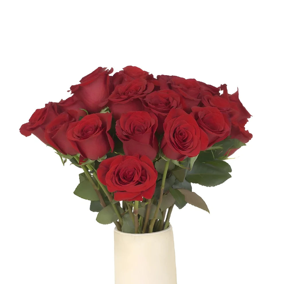 Red Freedom Roses Standard - alternative 2
