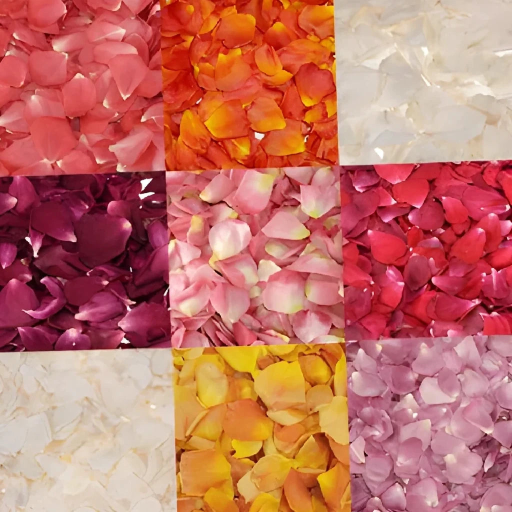 Freeze Dried Assorted Rose Petals - main