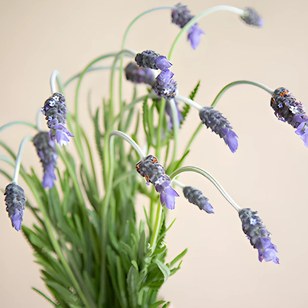 French Lavender Lavender - alternative 4