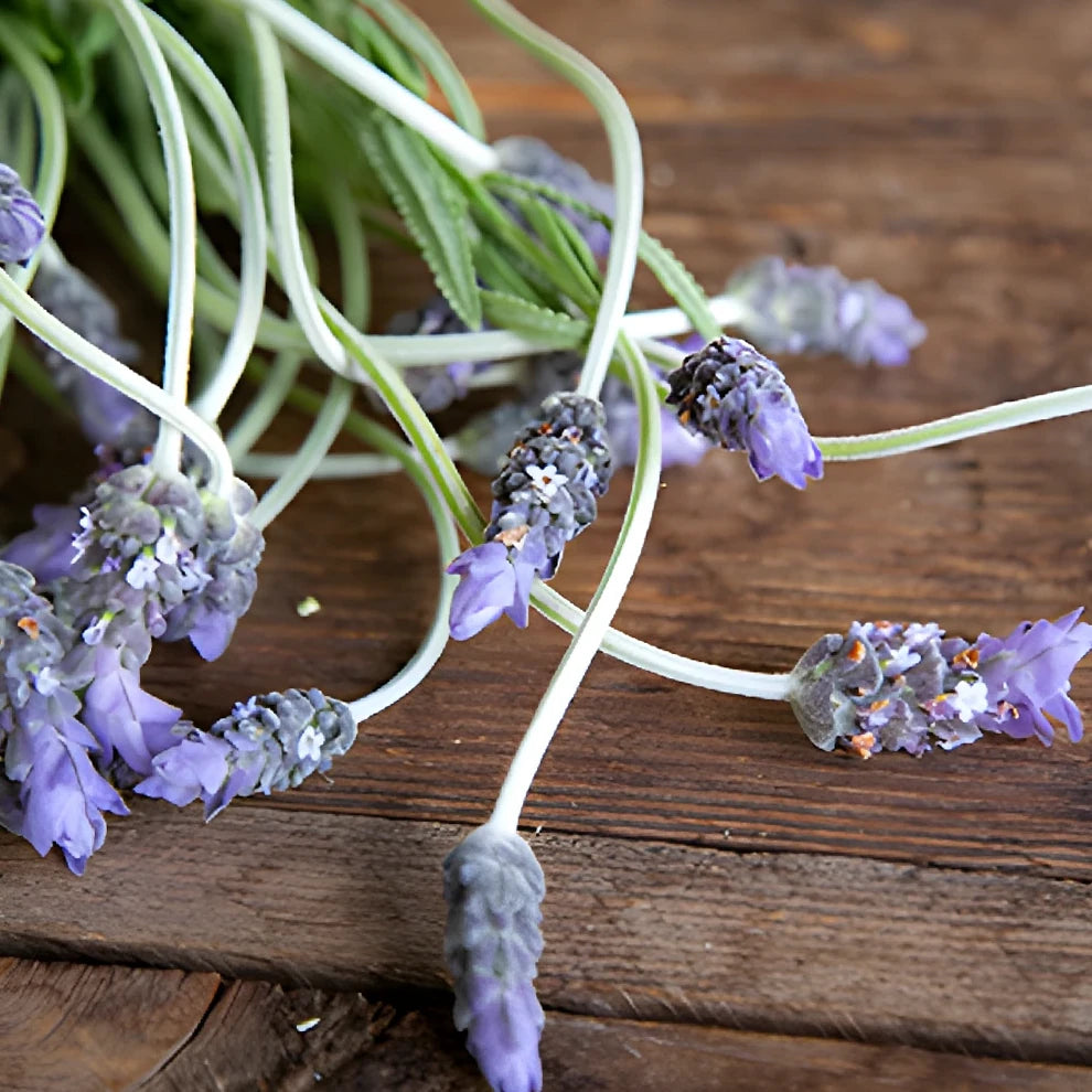 French Lavender Lavender - alternative 3