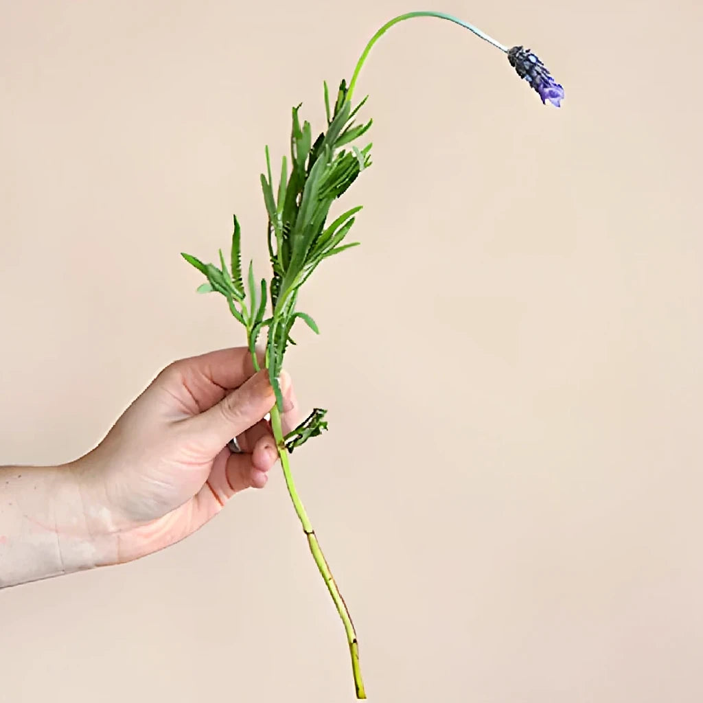 French Lavender Lavender - alternative 2