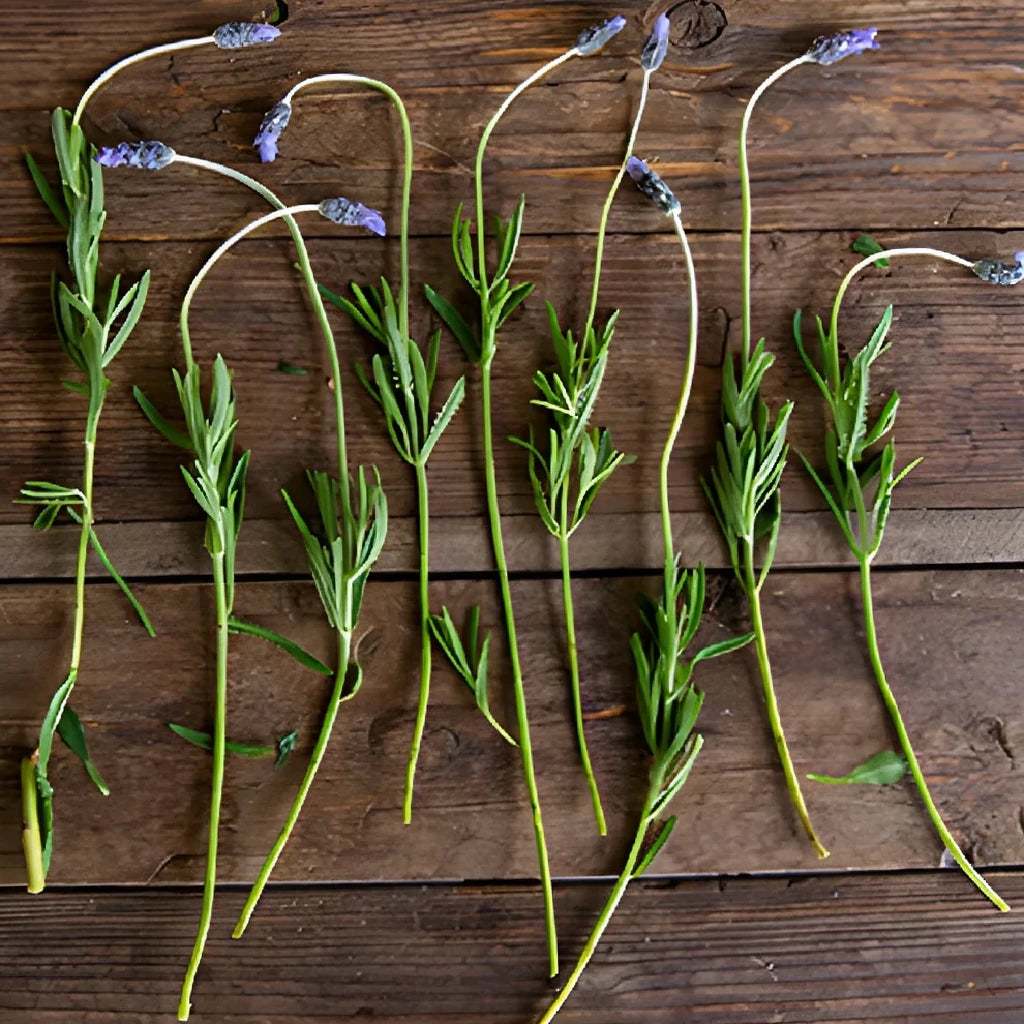 French Lavender Lavender - main