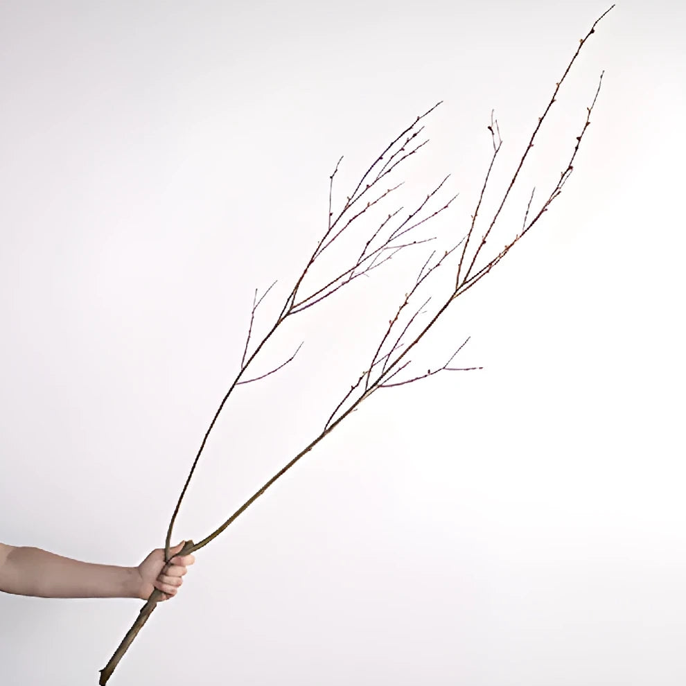 Pussy Willow Branches - main