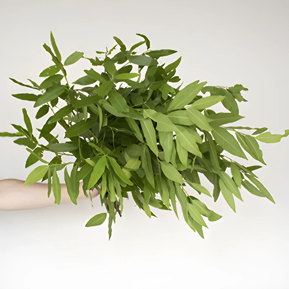 Bayleaf Greenery - alternative 1