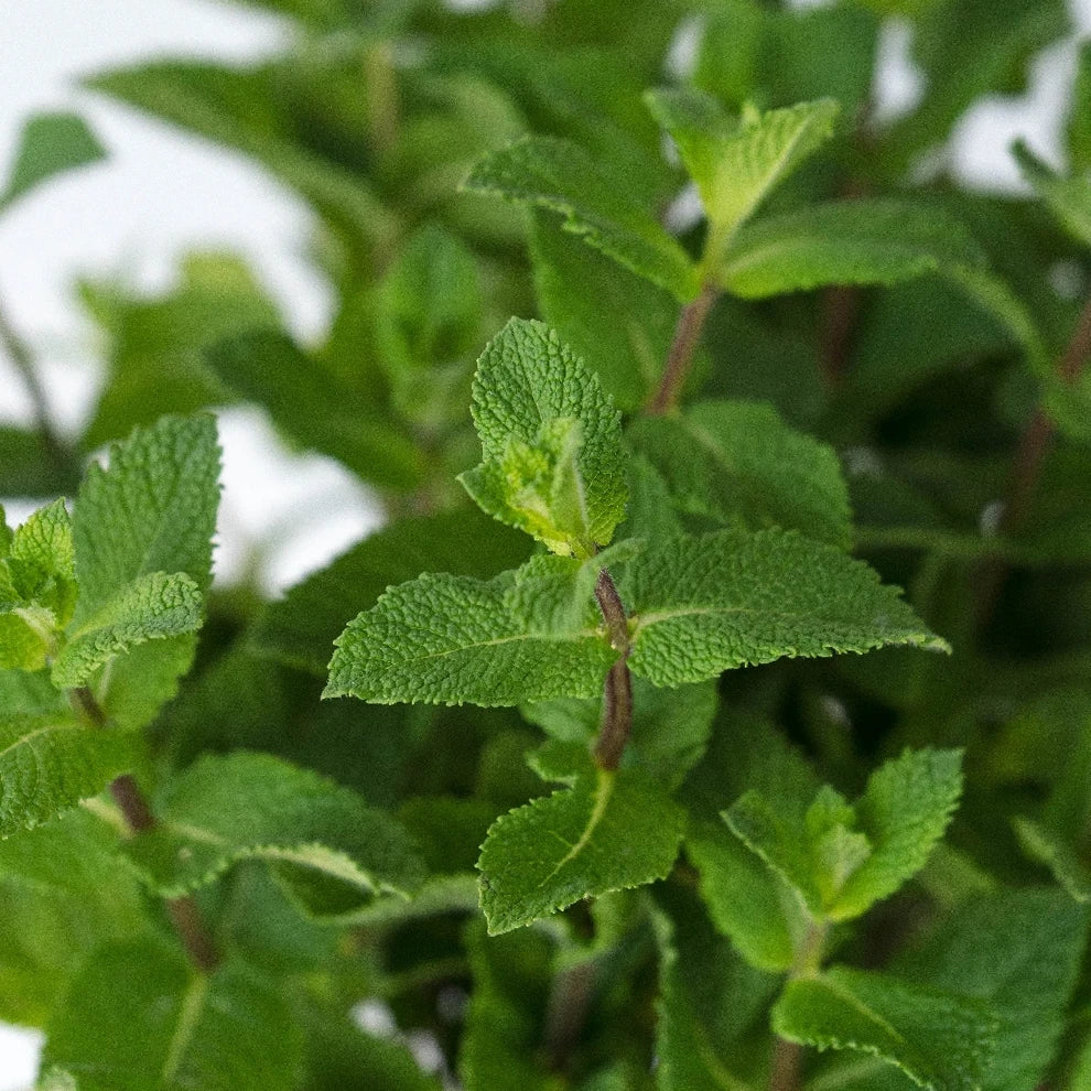 Mint Herbs - main