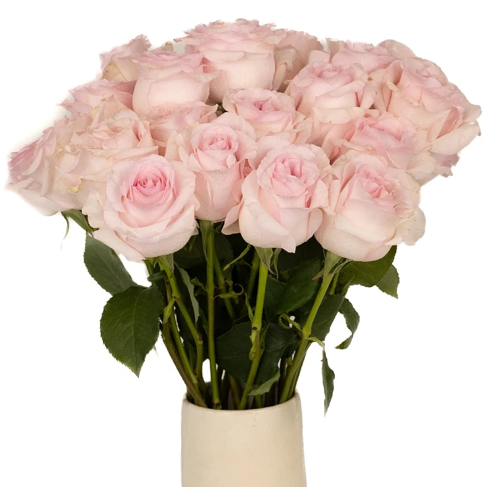 Roses Standard Pink Light Nena - alternative 2