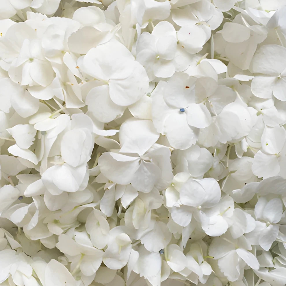 White Hydrangea Petals - main