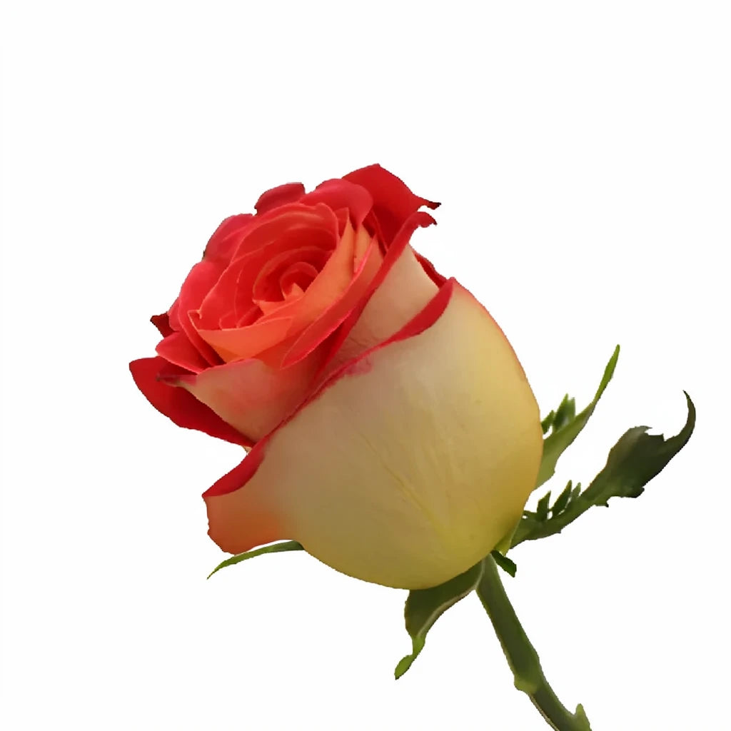 Friendship Roses Standard - alternative 1