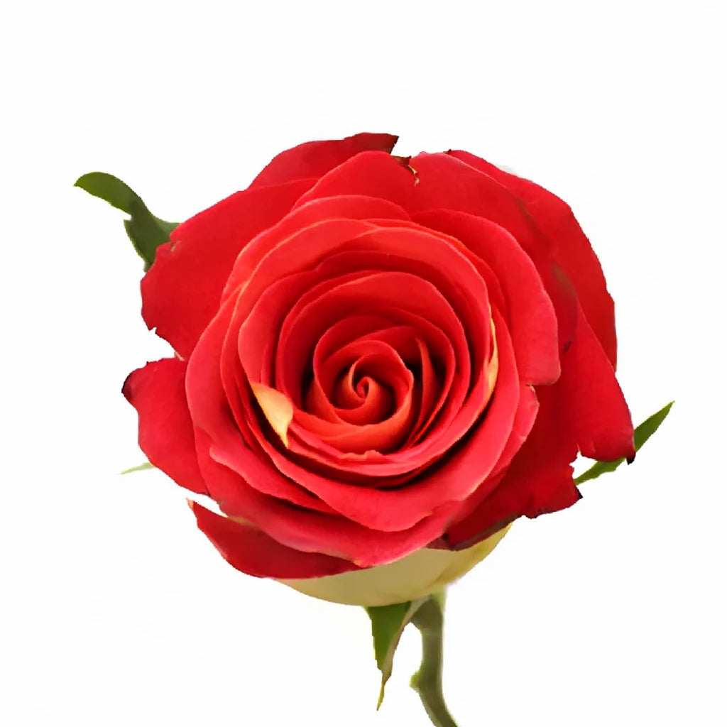 Friendship Roses Standard - alternative 2