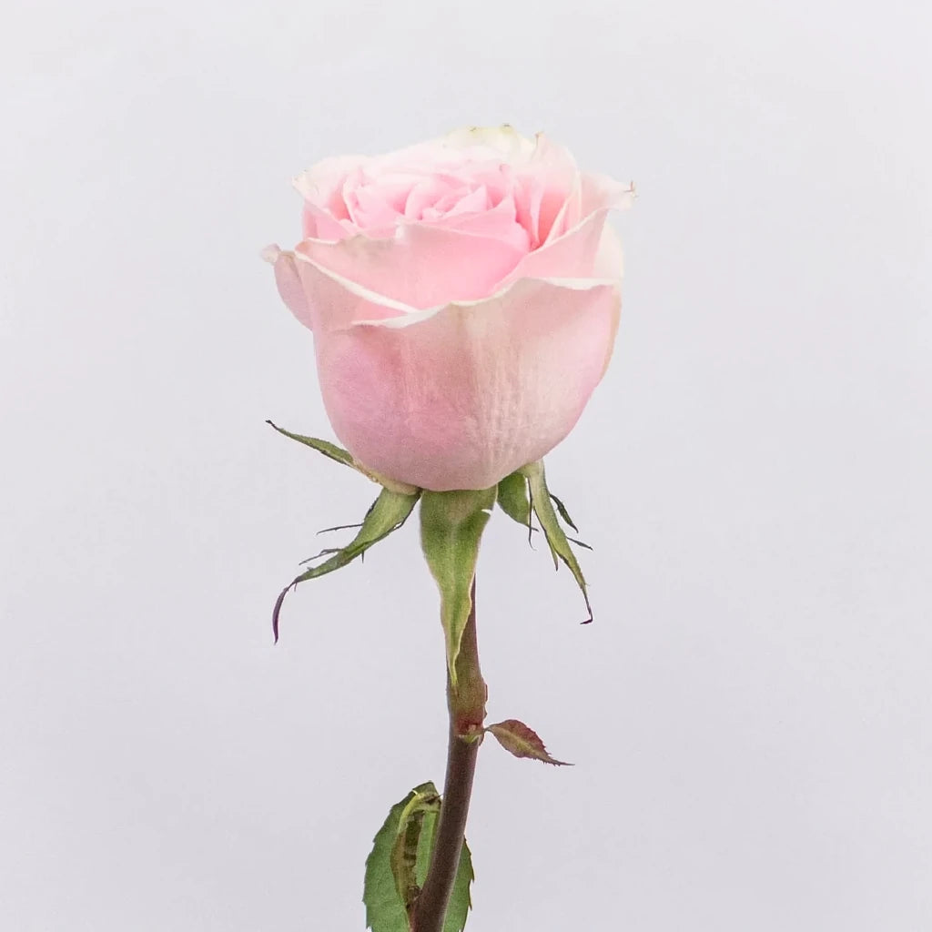 Frutteto Roses Standard - alternative 1